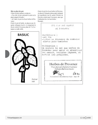Plantes aromatiques (6) / Un jardinet de senteurs