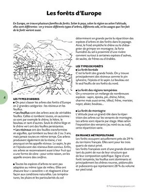 La forêt (2) / Etude d'un paysage géographique