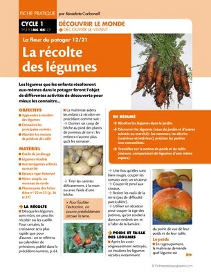La fleur du potager (12) / La récolte des légumes
