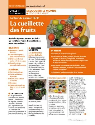 La fleur du potager (13) / La cueillette des fruits