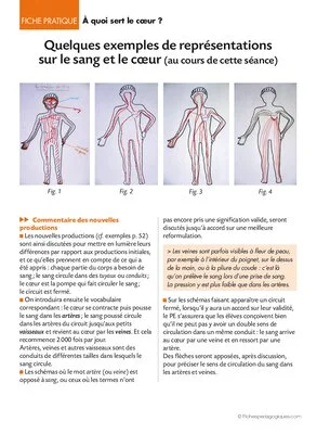 La circulation du sang 4/6. A quoi sert le coeur ?
