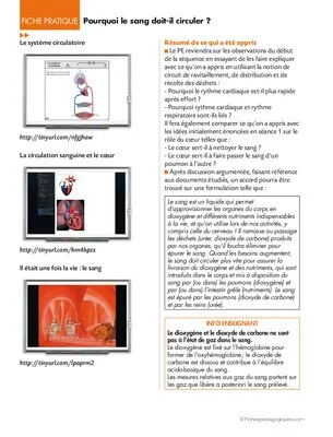 La circulation du sang 5/6. Pourquoi le sang doit-il circuler ?