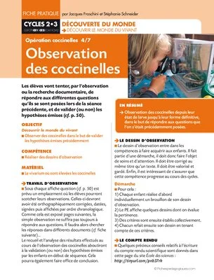 Opération coccinelles (4) Observation des coccinelles