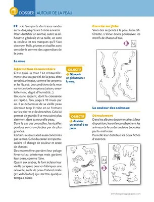 Activités autour de la peau