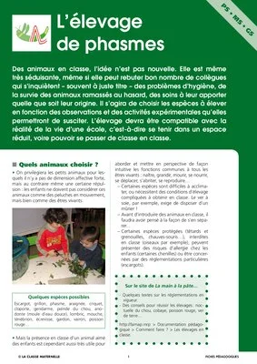 Elevage de phasmes