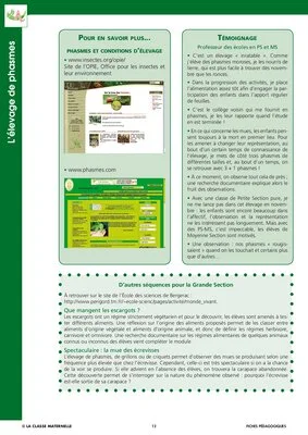 Elevage de phasmes
