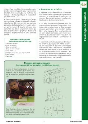 Elevage de phasmes