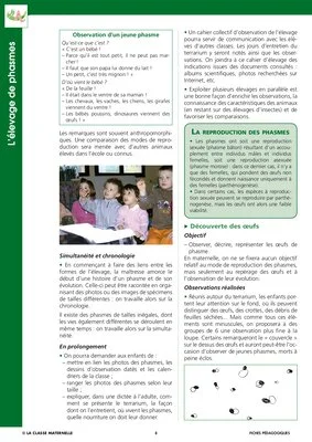 Elevage de phasmes