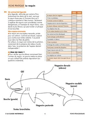 Le requin