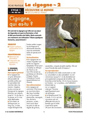 La cigogne