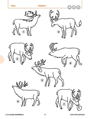 Le cerf