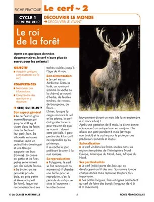 Le cerf