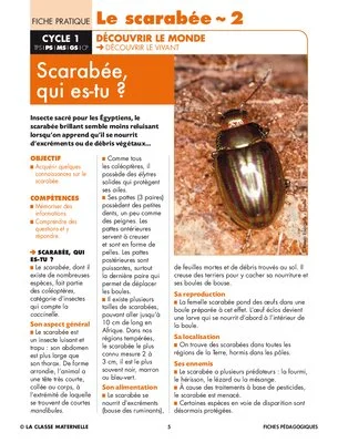 Le scarabée