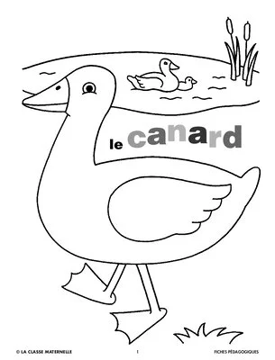 Le canard