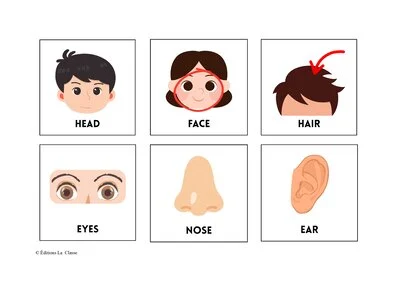 Flashcards : the human body
