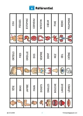Mots croisés du corps humain