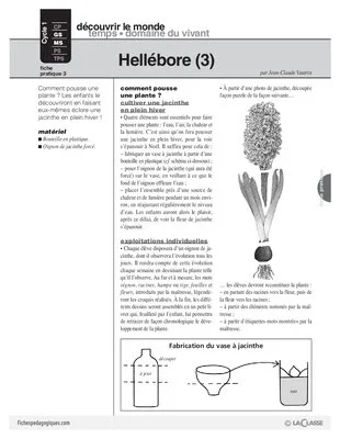 Hellébore (conte) / 4