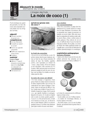 L'imagier des fruits : La noix de coco (1)