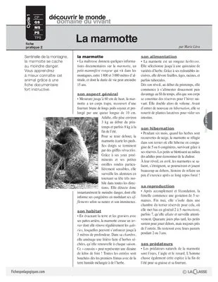 La marmotte (2)