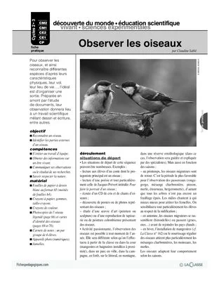 Observer les oiseaux