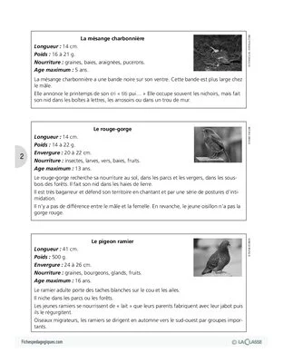 Observer les oiseaux