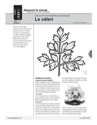 Plantes aromatiques (1) / Le céleri