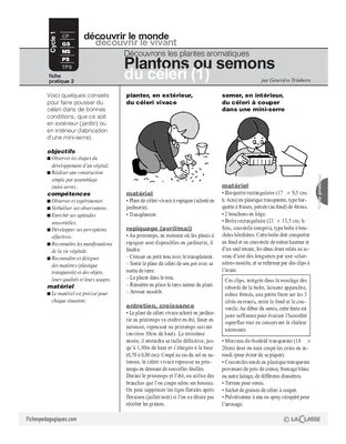 Plantes aromatiques (2) / Plantons ou semons du céleri