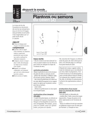 Plantes aromatiques (3) / Plantons ou semons du céleri (2)