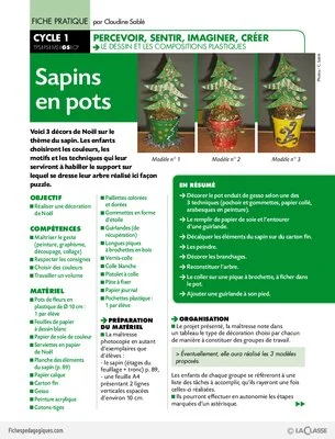 Sapins en pots
