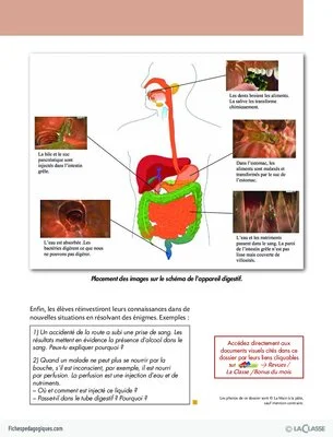 La digestion (dossier)