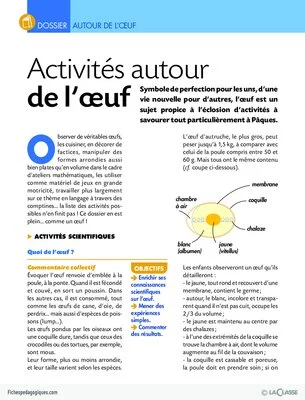 Activités autour de l'oeuf