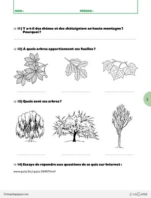 Pack thématique - La forêt (Cycle 3)