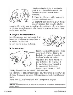 Sauvons les animaux : l'éléphant d'Afrique