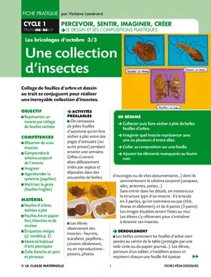 Une collection d'insectes