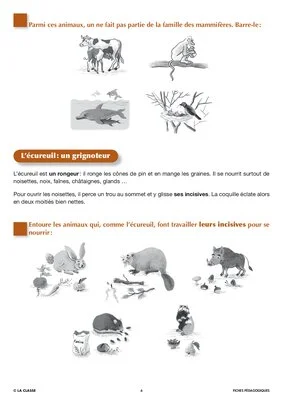 Artus et Ninon (3). L'écureuil