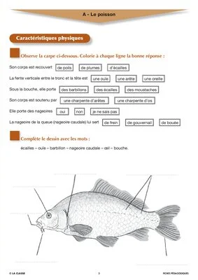 Artus et Ninon (4). Le poisson