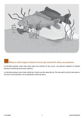 Artus et Ninon (4). Le poisson