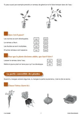 Artus et Ninon (10). La coccinelle