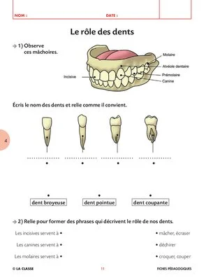 Les dents dans l'art et la littérature