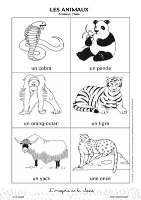 L'imagerie : les animaux
