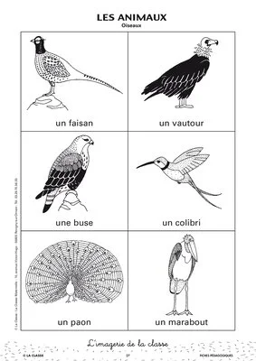 L'imagerie : les animaux