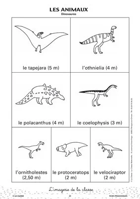 L'imagerie : les animaux