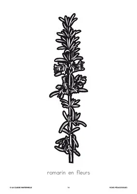 Découp'images: les plantes aromatiques