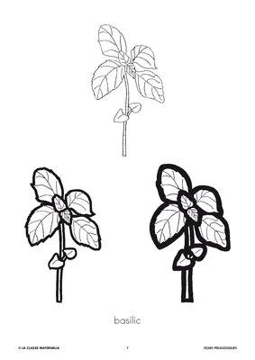 Découp'images: les plantes aromatiques