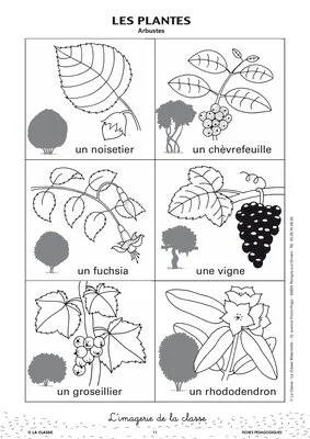 L'imagerie : les plantes