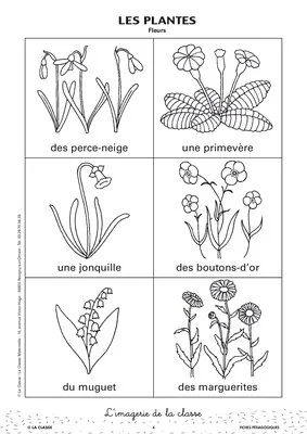 L'imagerie : les plantes