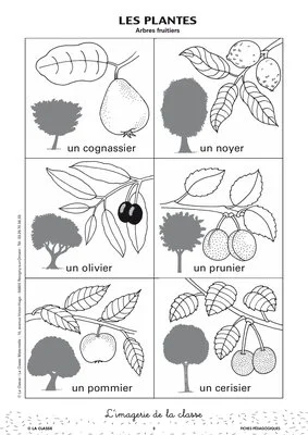 L'imagerie : les plantes