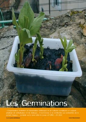 le monde végétal : les germinations