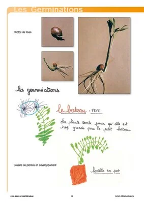le monde végétal : les germinations