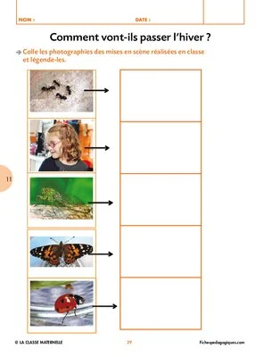 Comment les insectes s'adaptent à l'hiver ?